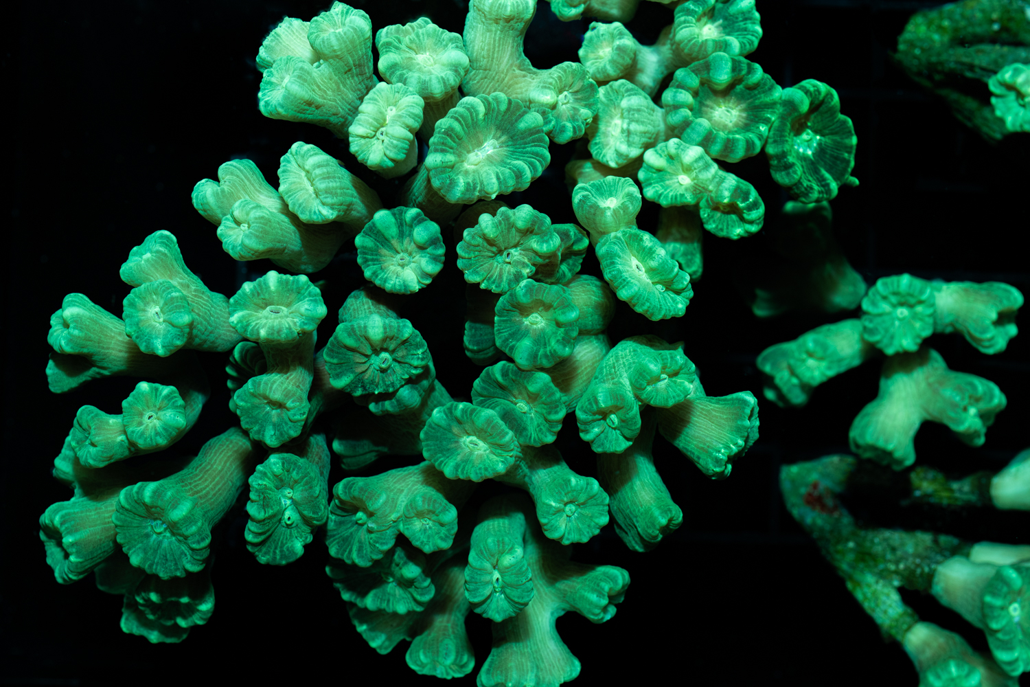 Reefapalooza 2019 New York: Corals Part I