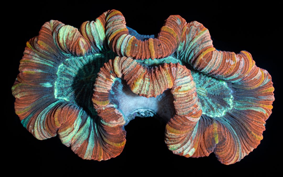 Reefapalooza 2019 New York: Corals Part II
