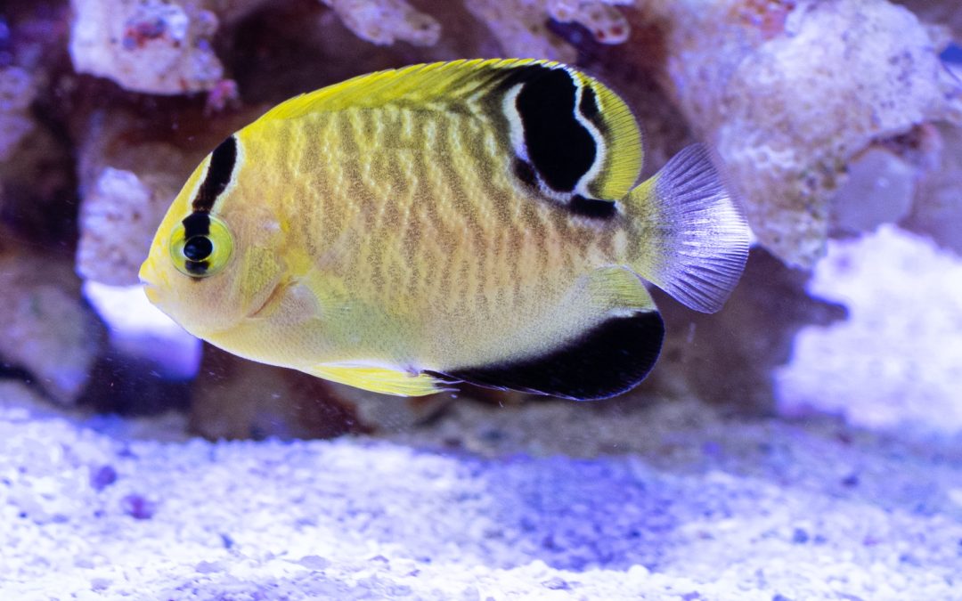Reefapalooza Walkthrough Part II: Reefs.com booth, Colchester Pet Shop fish, RealReef new rock shapes, Bashsea booth