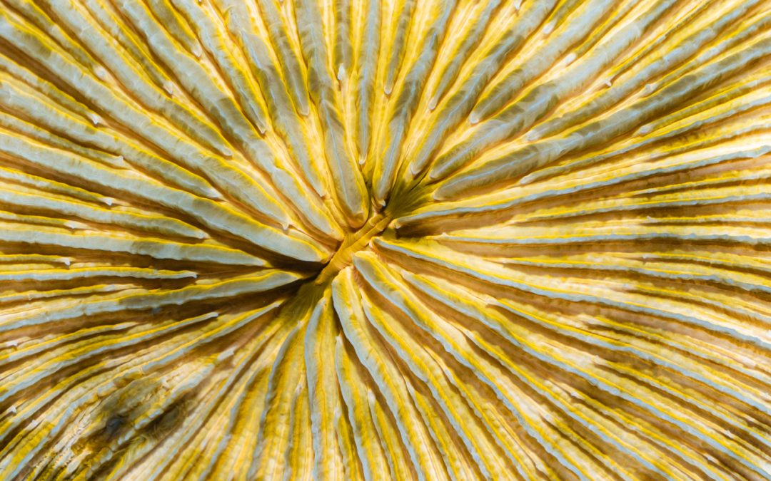 Reefapalooza 2019 New York: Corals, Part III