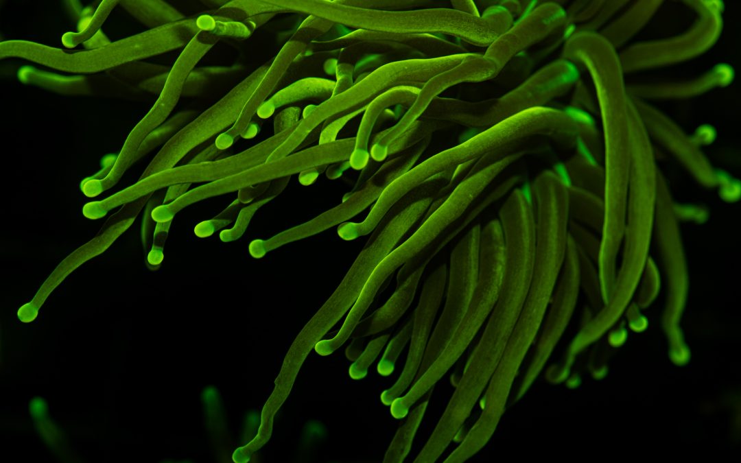 Reefapalooza 2019 New York: A fluorescence extravaganza Part II