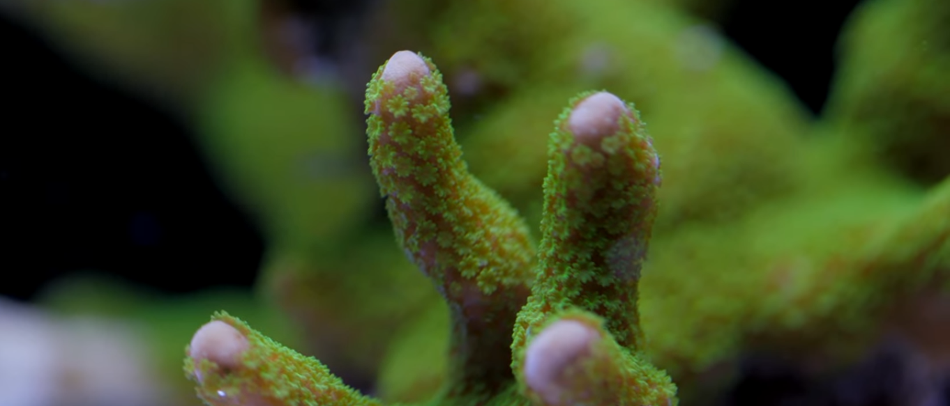 Montipora Coral Care Tips