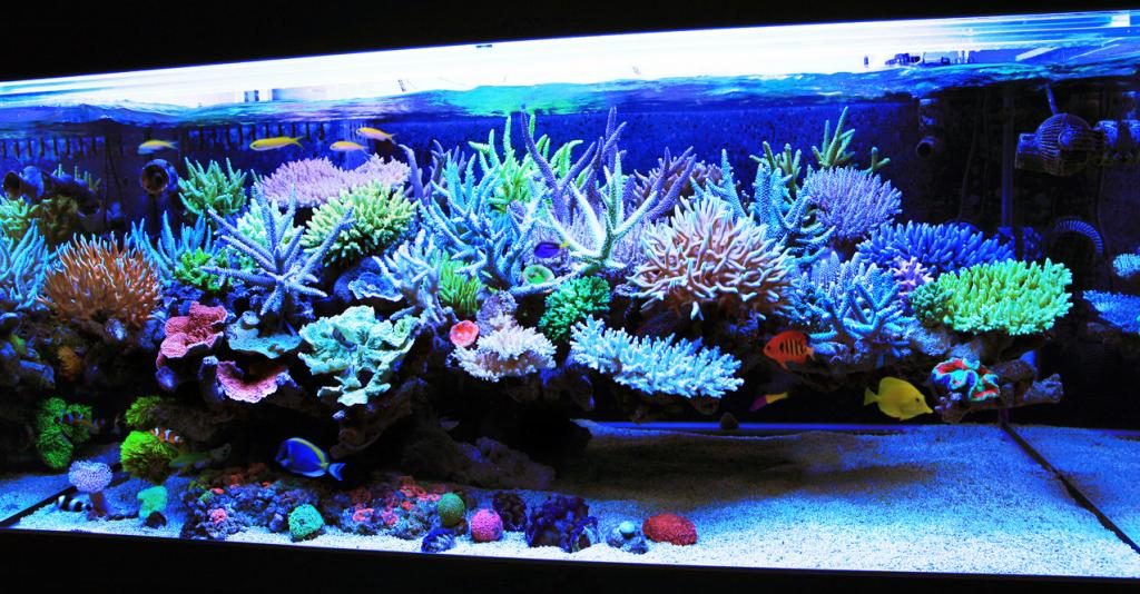 SaltwaterAquarium Small Acrylic Fish & Pest Trap 6 x 4 x 4 for