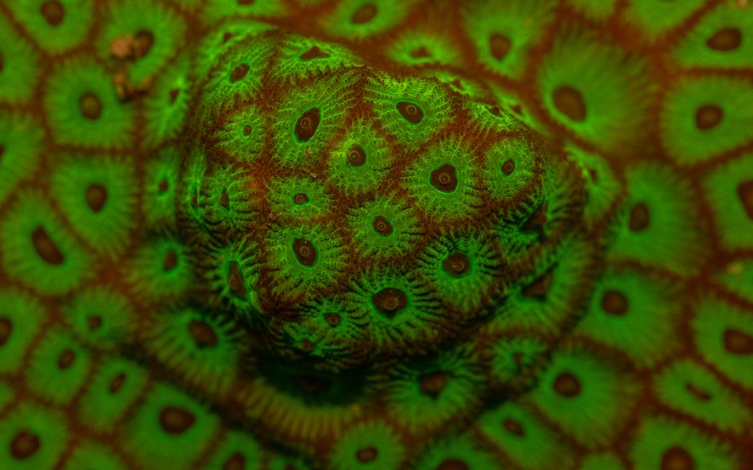 Fluorescence Photography: MACNA Orlando 2019 Edition Part One