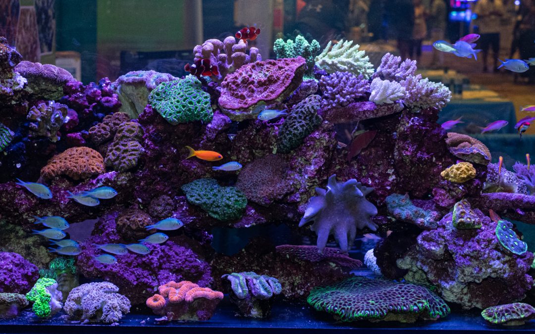 MACNA 2019 Coverage: best fish tanks of MACNA