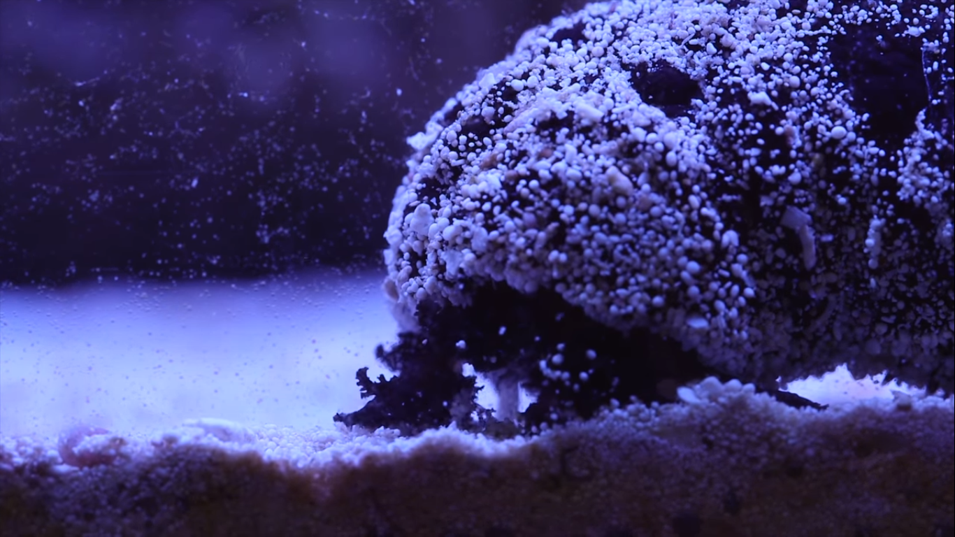 Top 5 Corals for the Substrate