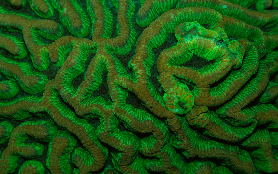 Monday Archives: Fluorescence Photography at MACNA: What is coral fluorescence?