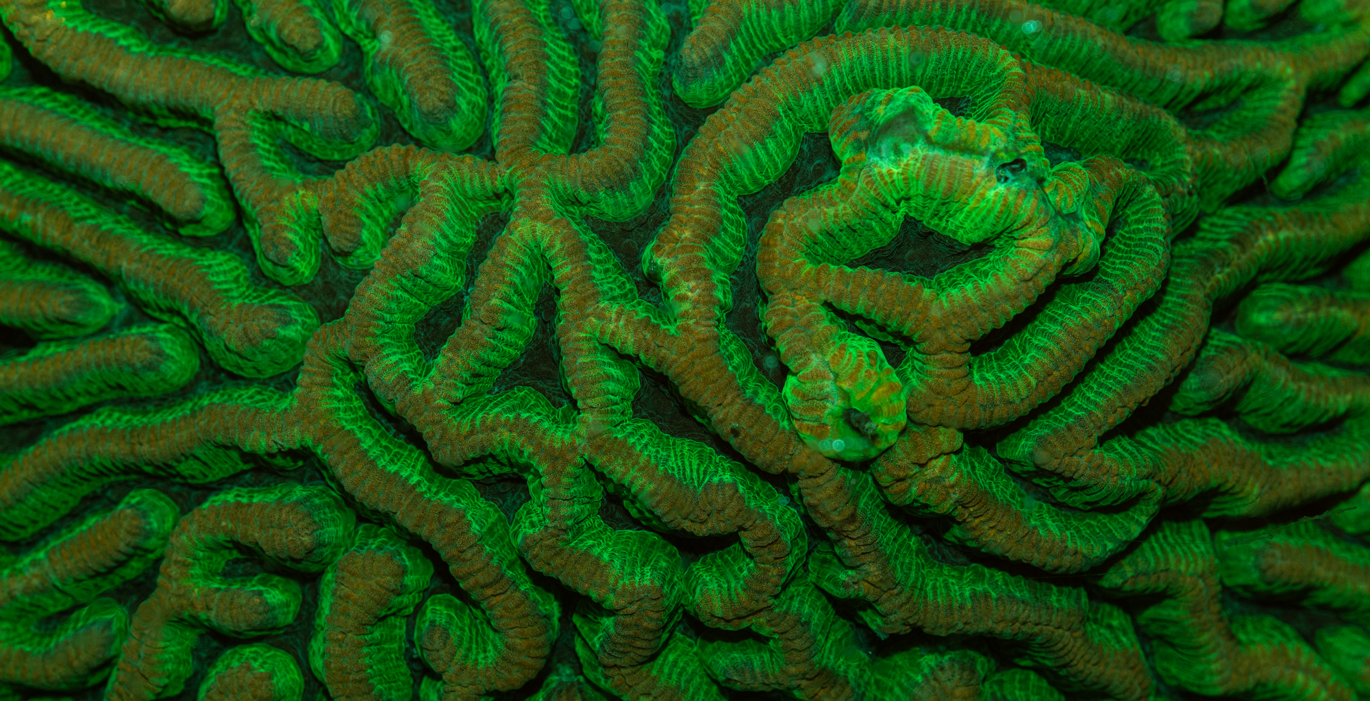 Monday Archives: Fluorescence Photography at MACNA: What is coral fluorescence?