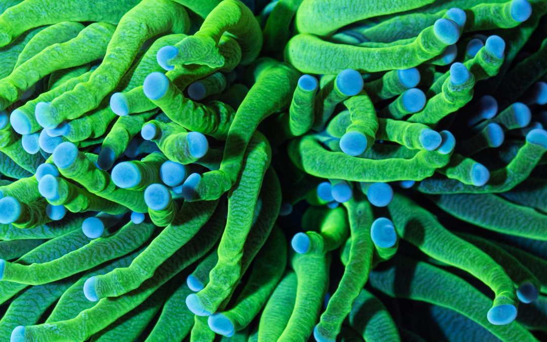 Fluorescence Photography- MACNA Edition Part Four: How to photograph fluorescence