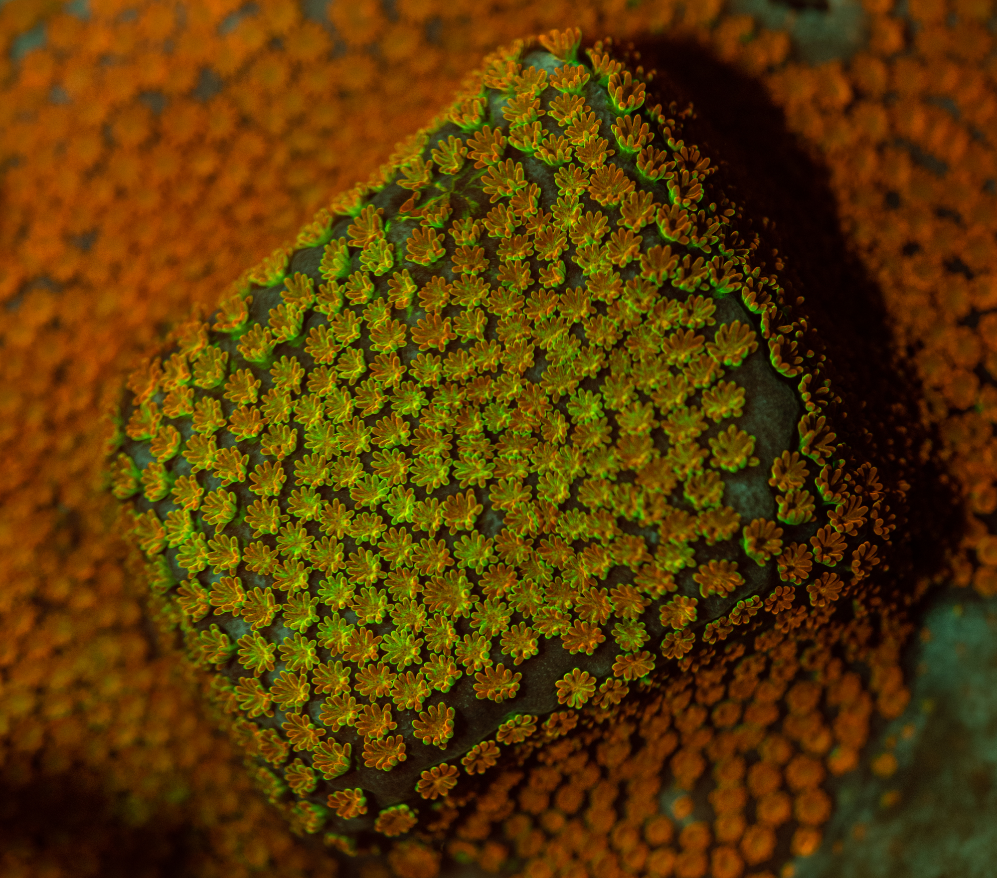 Fluorescence Photography- MACNA Edition Part Three: Why do corals fluoresce?
