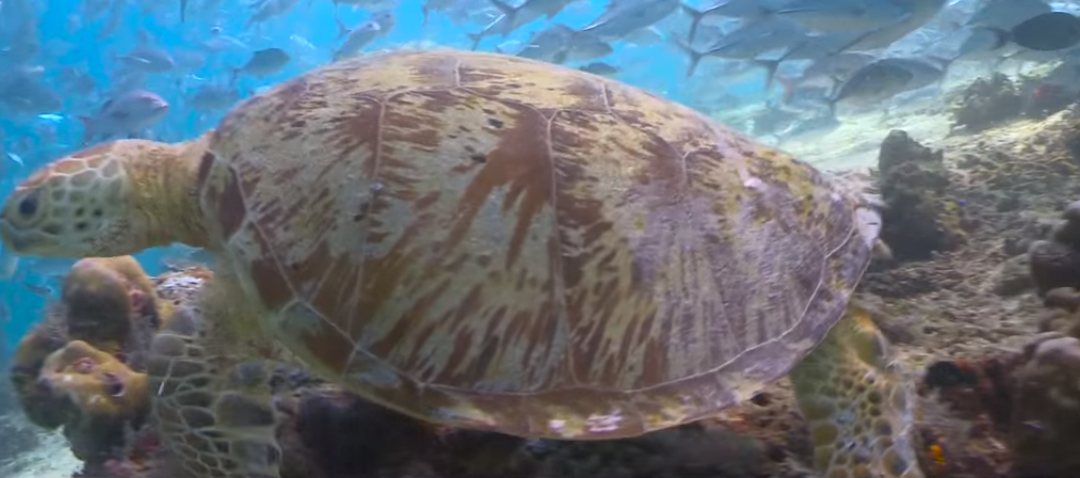 Has Deadly Blast Fishing Finally Met its Match?