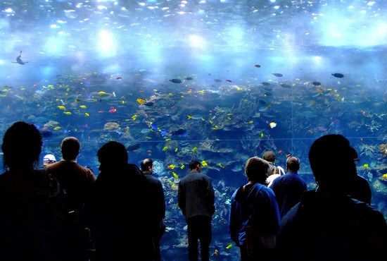 10Best.com names their 2012 top 10 USA public aquariums