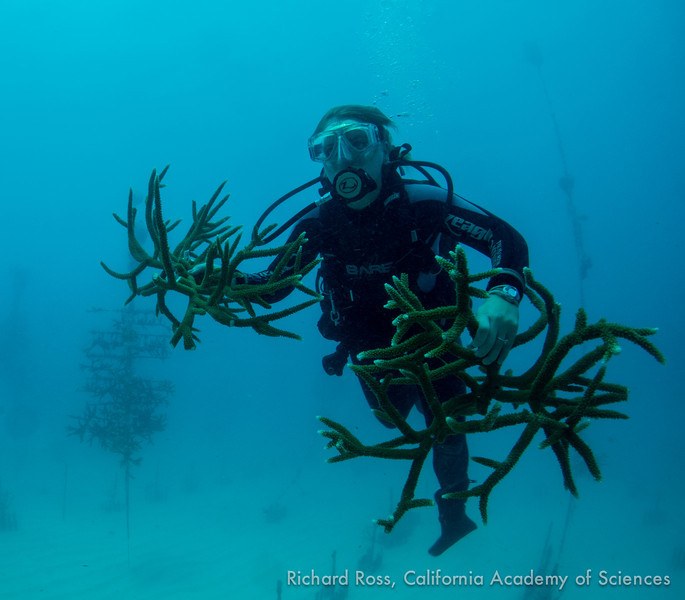 2013 Florida Coral Spawning Project