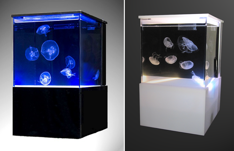 A new jellyfish company enters the aquarium market: Moon Jellyfish