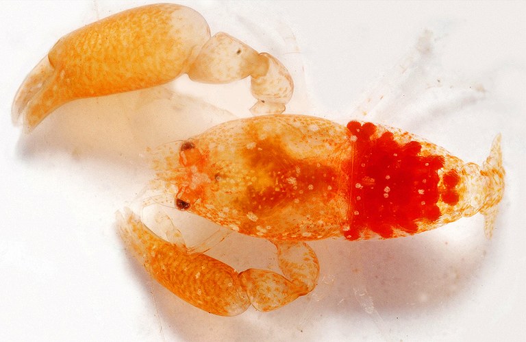 A new reef micro shrimp named after a hobbit