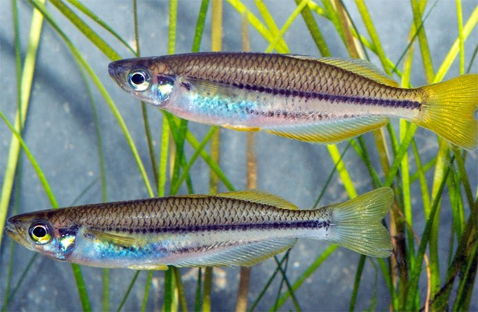A new, slender Aussie rainbow fish species