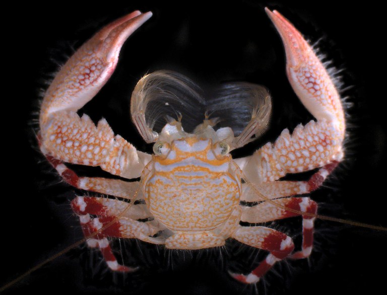 A new species of tiger-striped porcelain crab