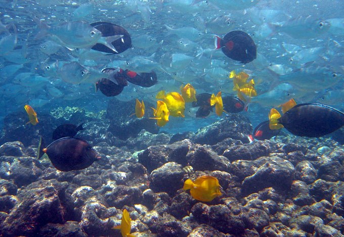 16 new Hawai'i Senate measures introduced, seeks aquarium trade ban or regulation