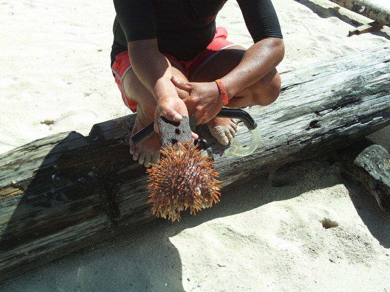 60,000 crown-of-thorns starfish removed from the Great Barrier Reef