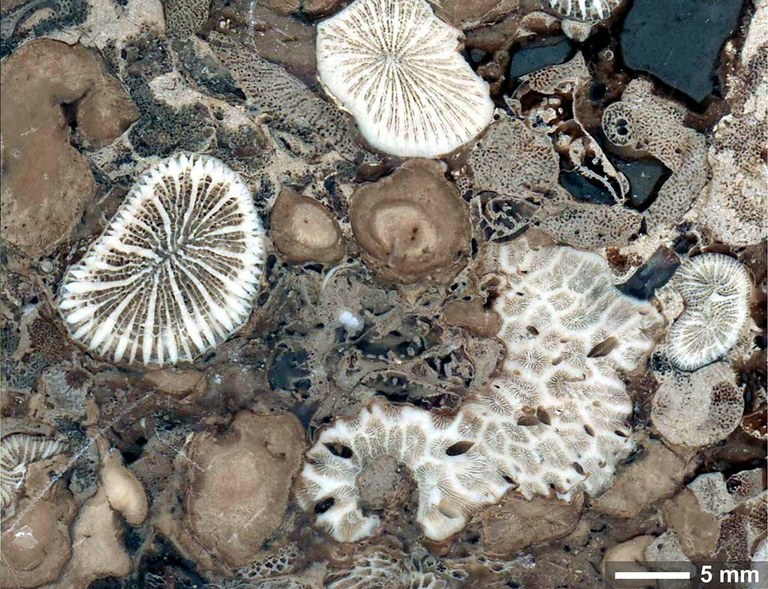 Corals and zooxanthallae: A 210 million year old relationship