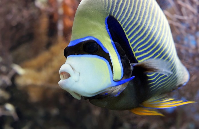A better understanding of sex-changing fish