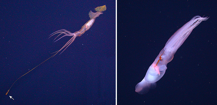 A deep-sea squid with tentacle tips that "swim" on their own