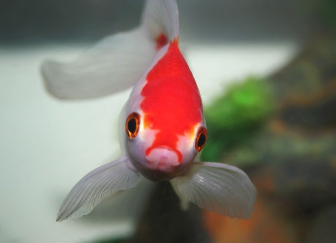 A Fish Story: Goldfish survive 134 days without feeding