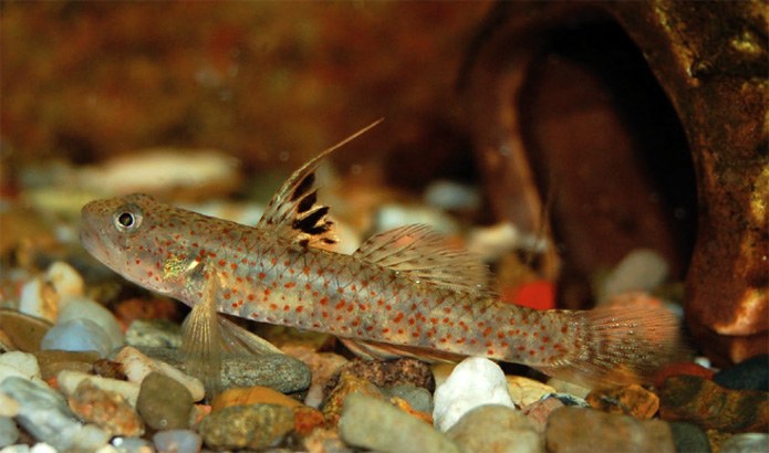 A mysterious freshwater goby finally gets a name