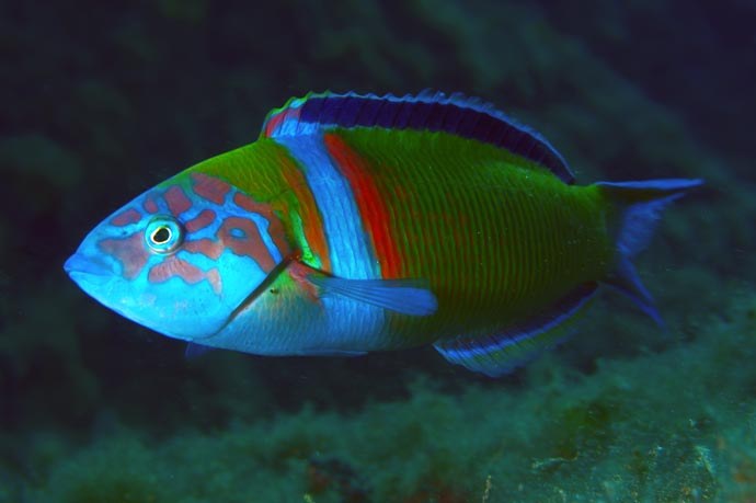 Are wrasses the smartest fish?
