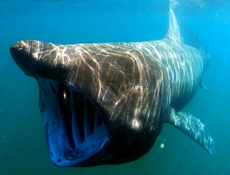 Basking shark 3,000-mile swimming distance shocks researchers