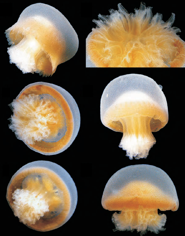 Bazinga! A new species of jellyfish discovered and named