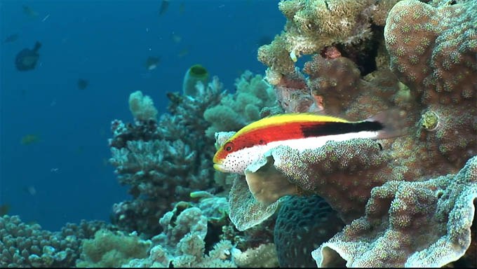 Beautiful HD video of the Great Barrier Reef 