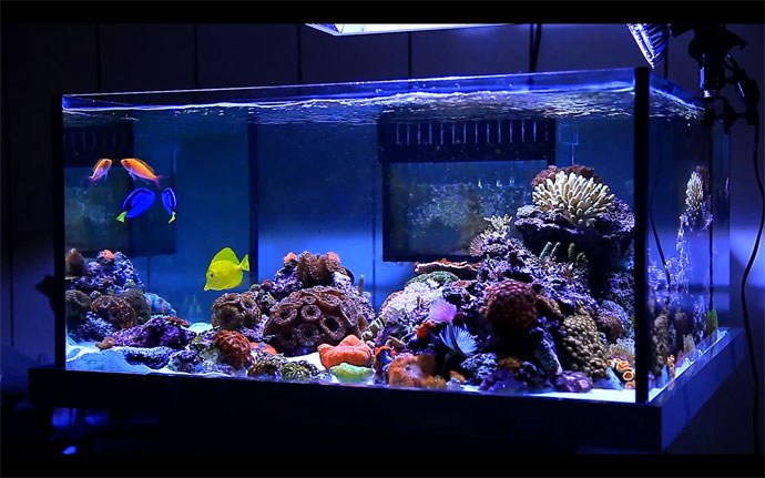 Beautiful videography of Taiwanese reef aquarium