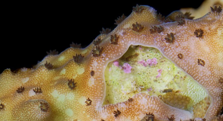 Better understanding of the Acropora-eating flatworm through crowd-sourced funding of its research