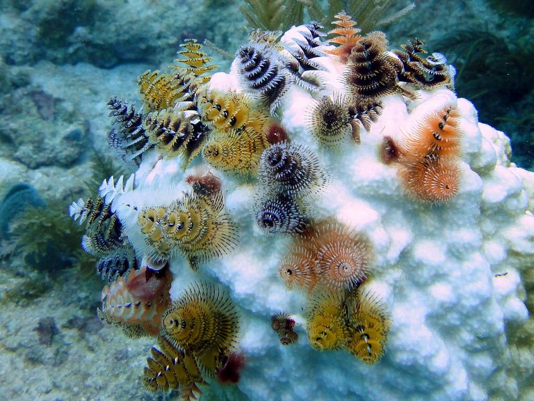 Bleached your coral?  Increase water movement!
