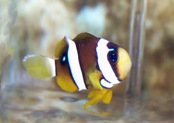 Blue Spotted Picasso Clarkii Clownfish