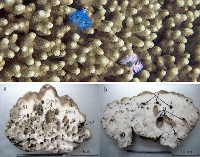 Boring mussels and sponges significantly impact corals close to urban areas