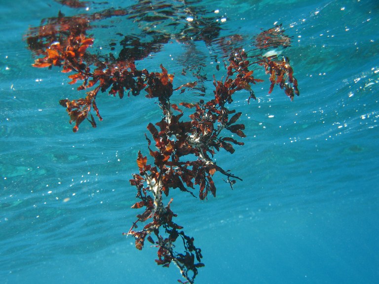 Caribbean seaweeds are better competitors
