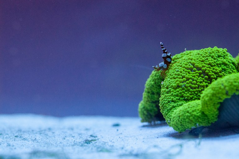 Carpet anemones: Beautiful, fragile, and deadly