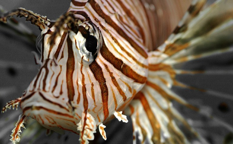 "Caribbean Invasion" of the lionfish 