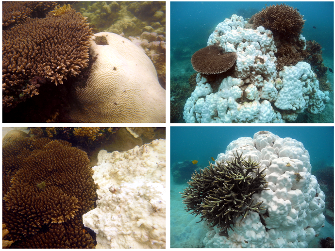 Certain corals may adapt to warmer waters