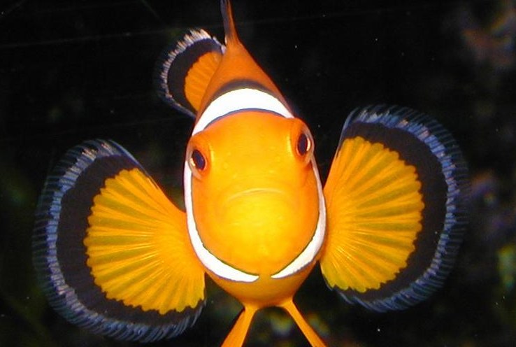 Clownfish create classroom conflict