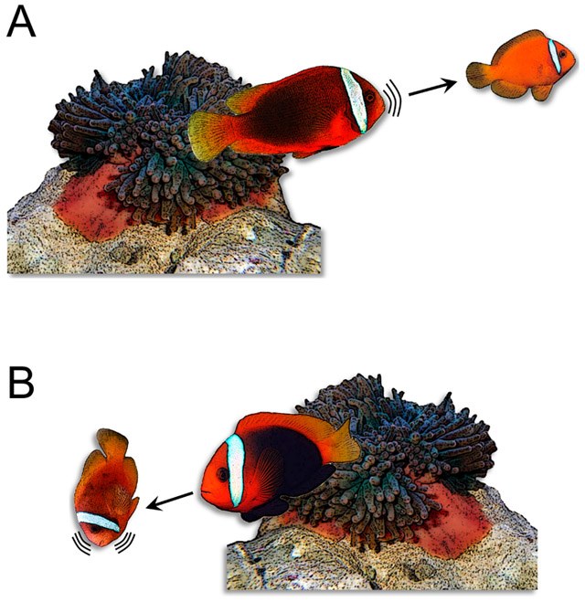 Clownfish vocalizations used to establish heirarchy and breeding status