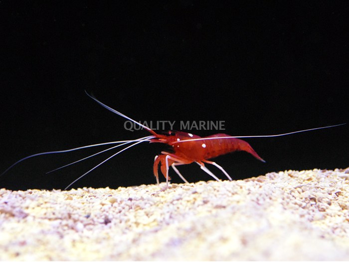 Commercially aquacultured Fire Shrimps on the way