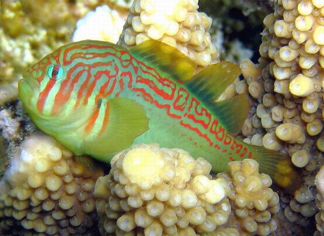 Coral gobies protect Acropora corals from corallivorous fish like butterflyfish
