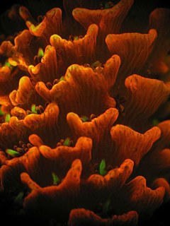 Coral Larvae Fluorescence Color Could Predict Their Settling Behavior