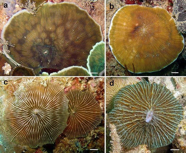 Coral-mimicking corallimorpharians?