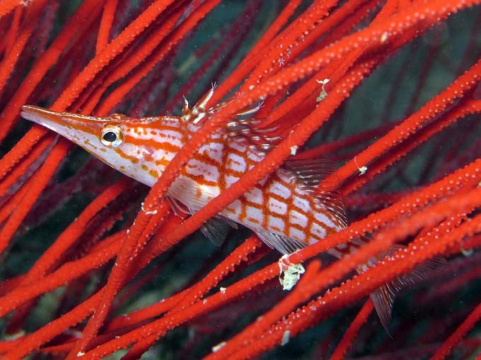 Coral Reef Fishes Prove Invaluable in the Study of Evolutionary Ecology 