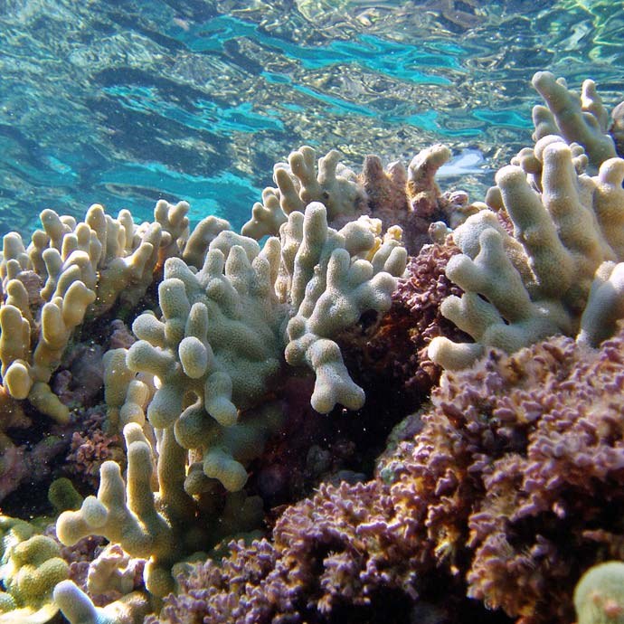 Coral reef preservation has been around longer than you might realize