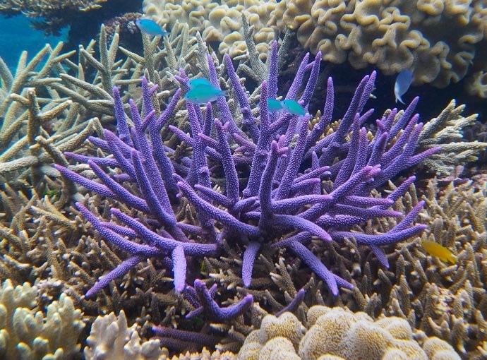 Coral research inspires sunscreen pill